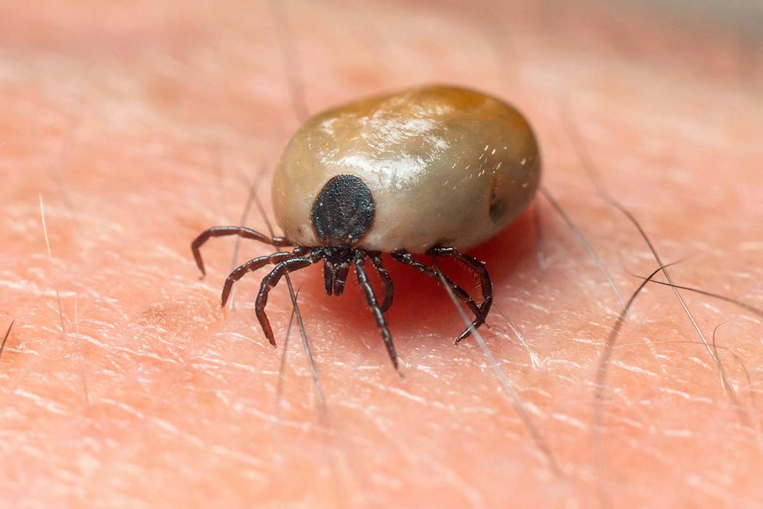 Fästing NU börjar fästingsäsongen!